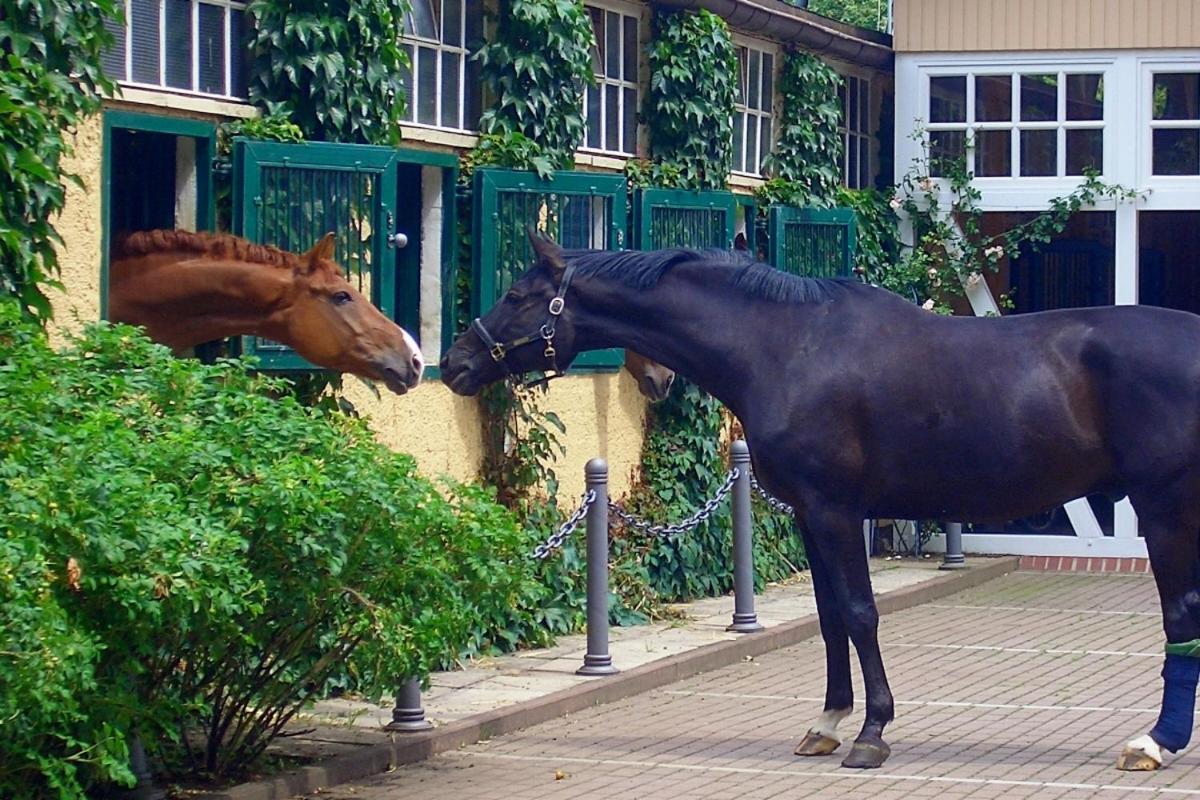 ホテル Gaestehaus Schloss Bothmer シュヴァルムシュテット エクステリア 写真